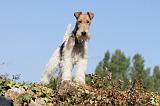 FOX TERRIER 050